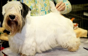 Whiskey getting ready for the ring.