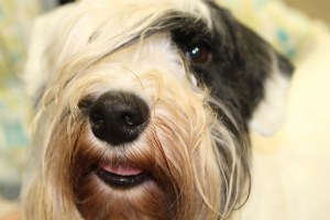 Whiskey, utter handsomeness!