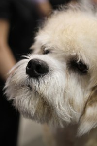 BB...ready for his close up