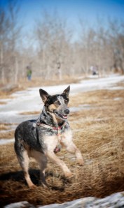 Honey looking to play