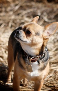 rambo-camera-shy-guy