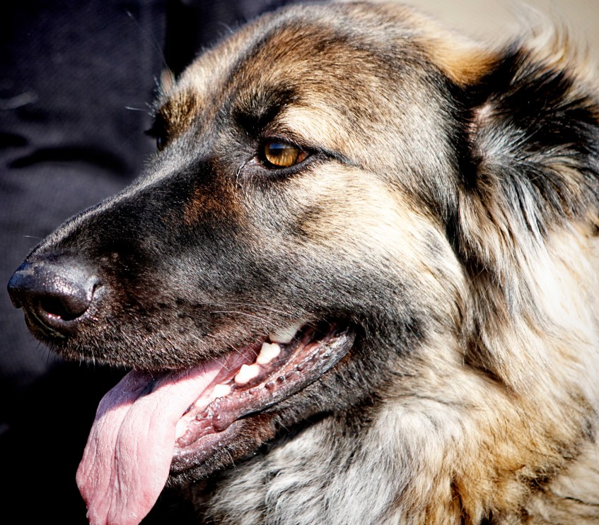 Maddie-a-German-Shepherd