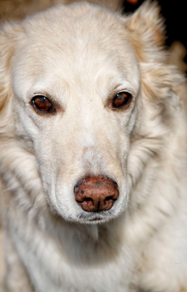 Foster-the-lab-collie-mix