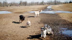 A-good-old-game-of-chase-in-the-mud