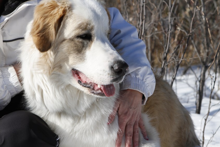 Sakara-the-Great-Pyrenees-Border-Collie-cross-in-close-for-a-snuggle