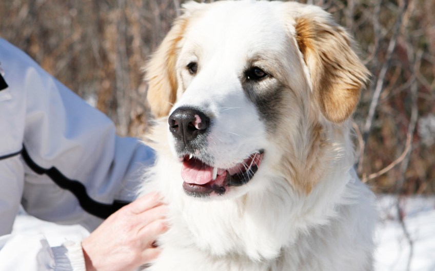 Sakara-the-great-pyrenees-border-collie-cross