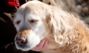 Kayla-the-golden-retriever-enjoying-cuddles-with-her-mom