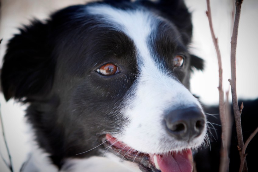 Mandy-the-Border-Collie-always-smiling