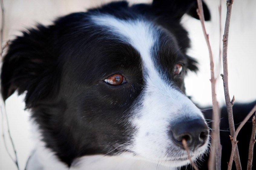 Mandy-the-border-collie