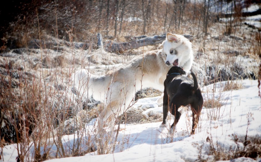 Sakara-playing-with-her-new-friend-Charlie