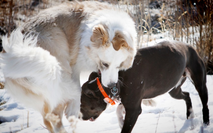 Sakara-Wrestling-With-Charlie