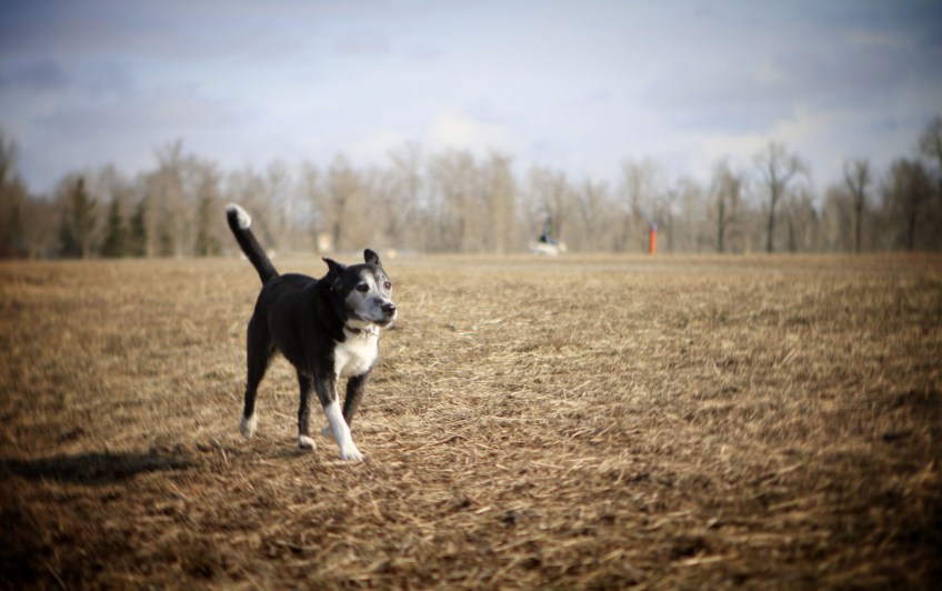 Trinity-meeting-all-of-our-pack-at-Southland-Off-Leash-Park
