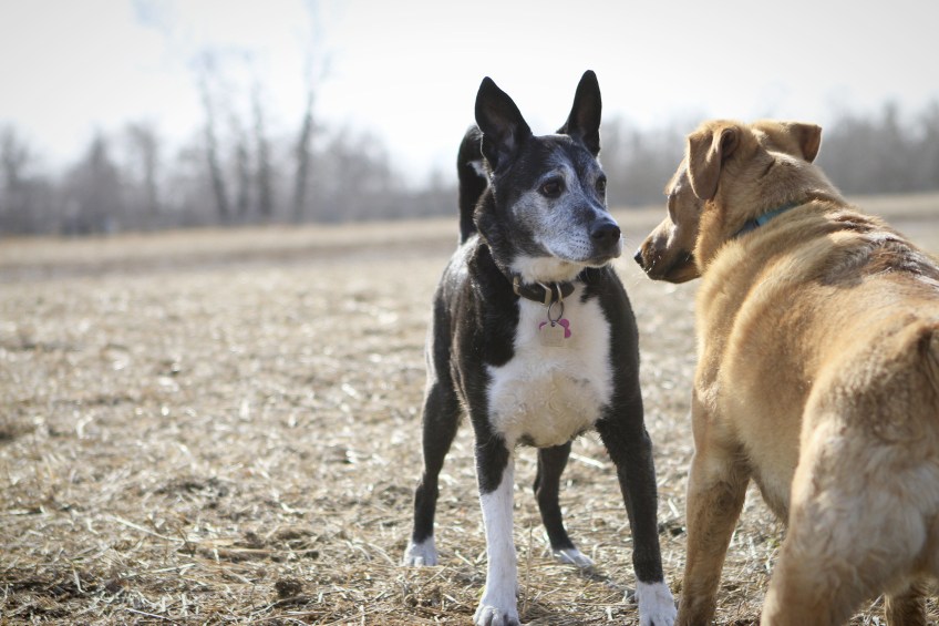 Trinity-Getting-Ready-to-play-with-Max-what-a-flirt