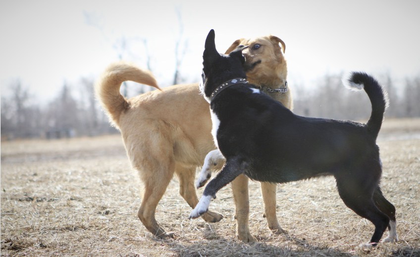 Trinity-bounding-off-the-ground-playing-with-Max