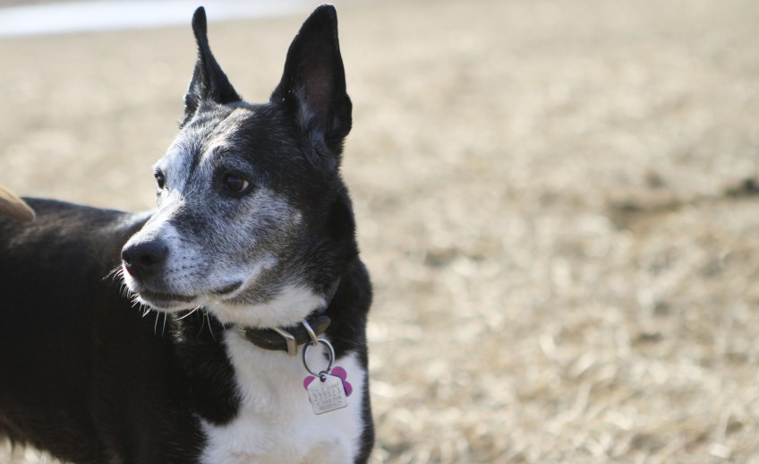 Look-at-those-ears!-So-adorable!
