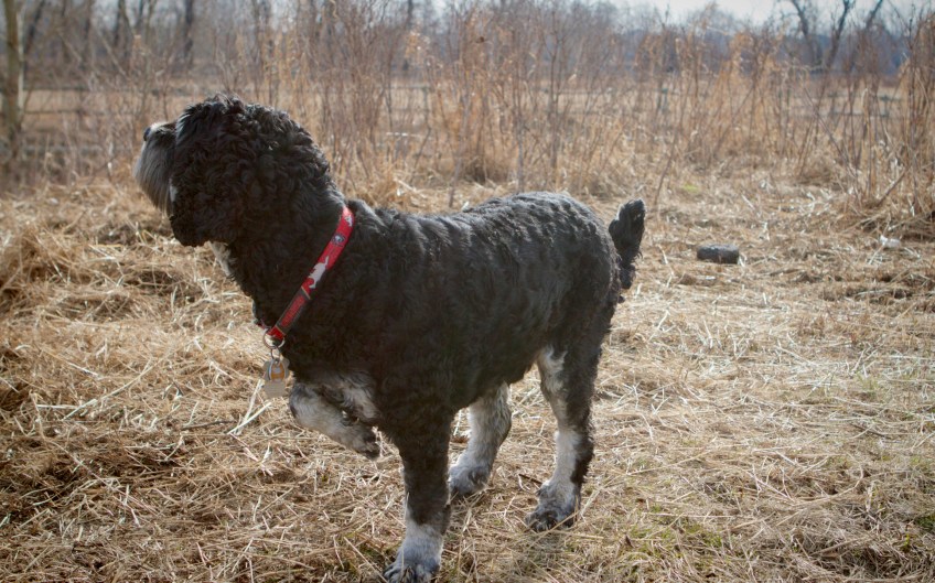 Augie-waiting-for-Garry-to-release-his-ball
