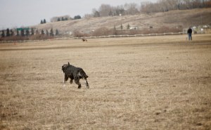 Augie-running-fast-for-his-ball