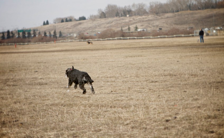 Augie-running-fast-for-his-ball