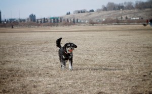 Augie-trotting-back-to-Garry-with-his-ball