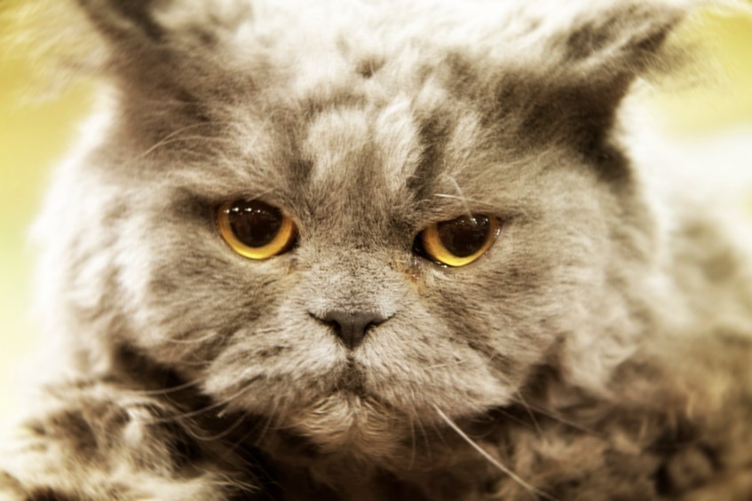 Sir-Rudy-a-Selkirk-Rex-Cat-a-little-groggy-he-just-woke-up!