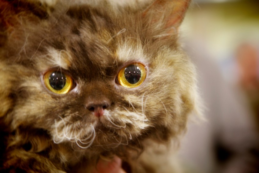 Hannah-Montana-a-Selkirk-Rex-Cat