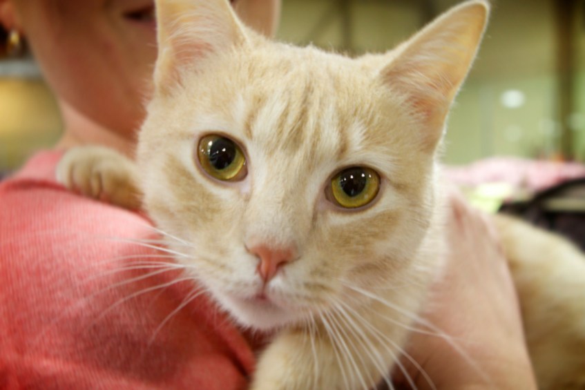 Hawn-a-Munchkin-cat-with-Nadine