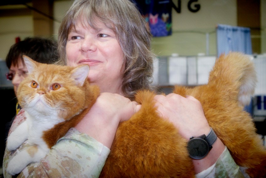 Brenda-with-her-orange-and-white-British-Short-Hair-Cat-iBruiser
