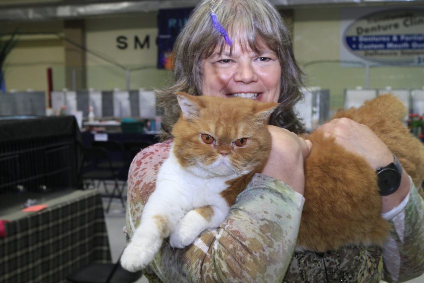 Brenda-and-iBruiser-a-14-pound-British-Shorthair-Cat