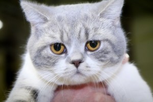 The-adorable-British-Shorthair-Blue-Star