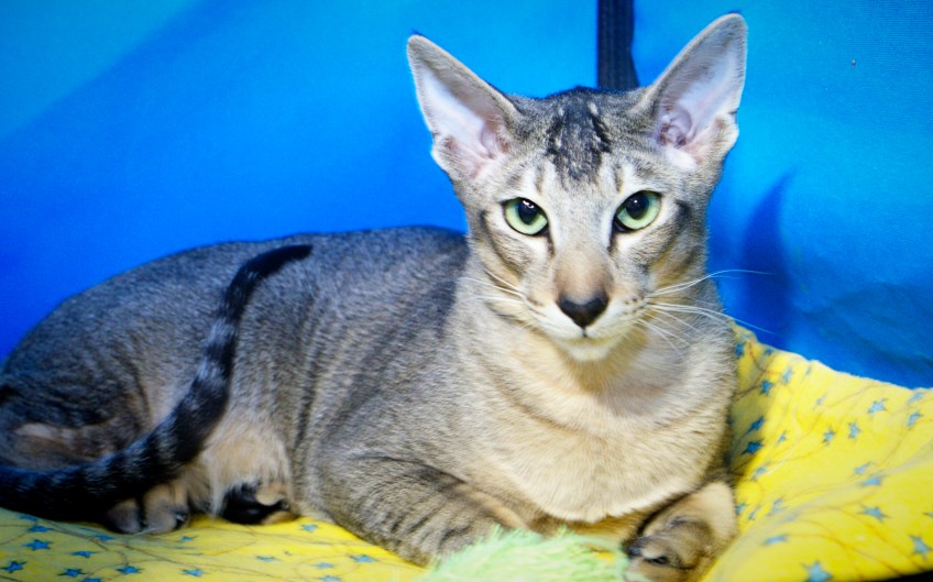Linda-a-brown-ticked-tabby-oriental-shorthair-cat