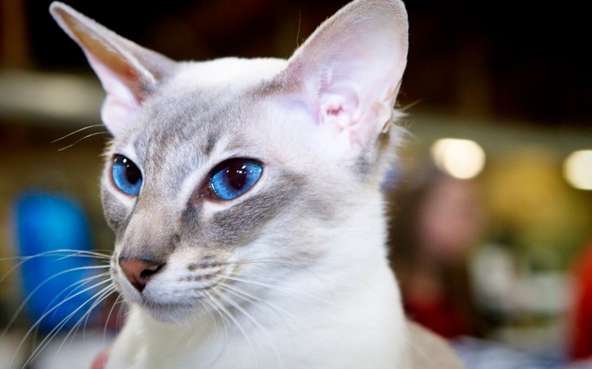 Jack-a-9-month-old-blue-lynx-point-oriental-shorthair-cat