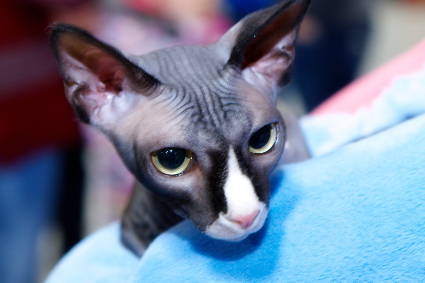 Jaxx-a-Sphynx-cat-wrapped-in-his-blue-blanket