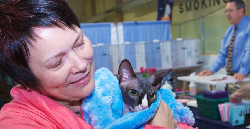 Ethel-with-Jaxx-the-tuxedo-Sphynx-cat-wrapped-up-in-a-blue-blanket
