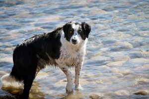 Rocky-a-mixed-breed-dog-standing-in-the-Bow-River-at-the-ready