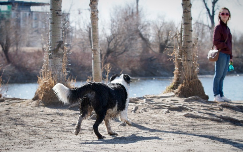 Rocky-running-to-the-river-looking-to-play