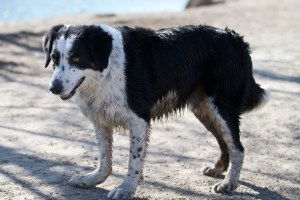 Rocky-waiting-for-some-action