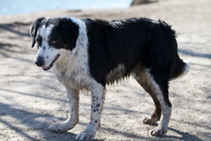 Rocky-waiting-for-some-action