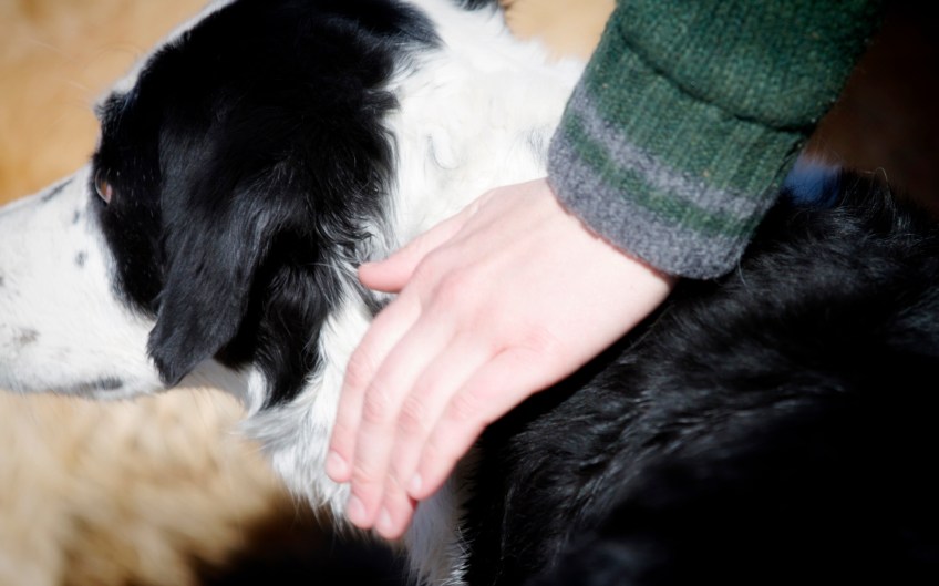 Patty-with-her-hand-on-Rocky