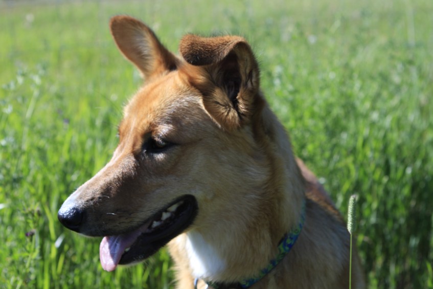 Molly-looking-for-a-playmate-at-the-park