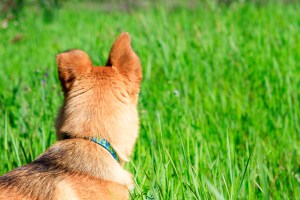 Molly-on-the-Lookout