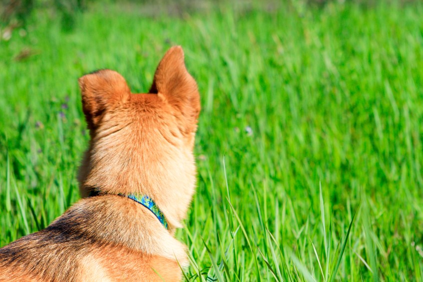 Molly-on-the-Lookout