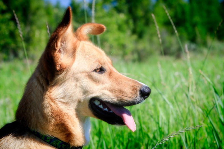Molly-in-profile-love-that-floppy-ear
