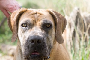 Zola-the-2-year-old-Boerboel