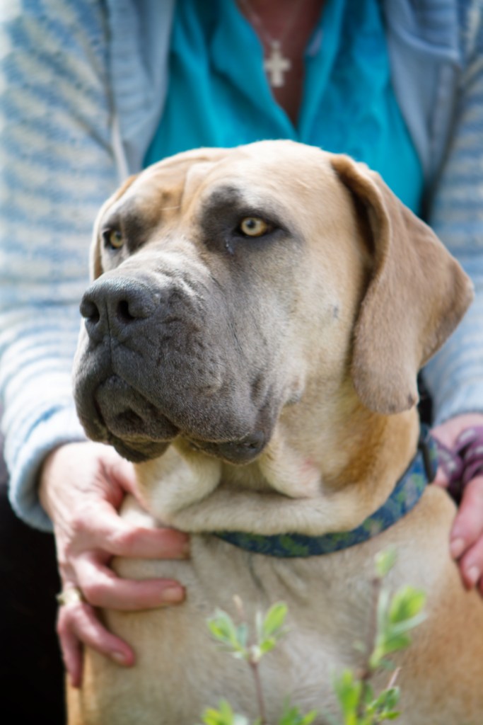 Zola-the-Boerboel-with-Priscilla