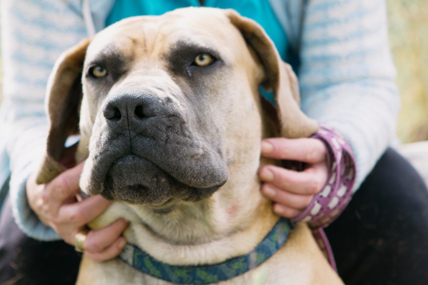Zola-the-Boerboel-Getting-Neck-Scratches-from-Priscilla