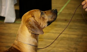 Rhodesian Ridgeback in focus on his mom
