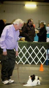 This little dog was SO focused on his owner.