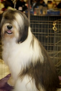 Polish Lowland Sheepdog (PON)
