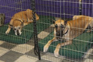 Lounging Great Danes