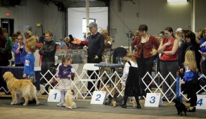 All lined up for judging...the dog in #3 spot kept laying down :)